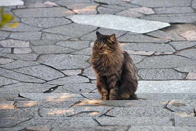 太田区のねこ