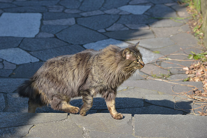 太田区のねこ
