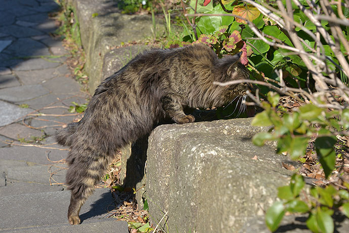 太田区のねこ