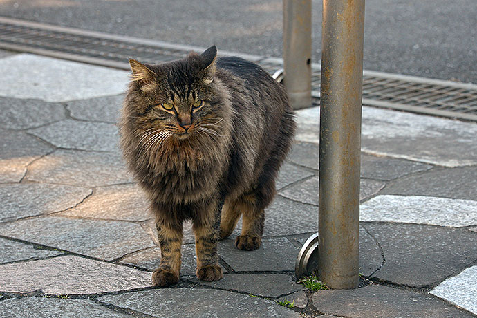 太田区のねこ