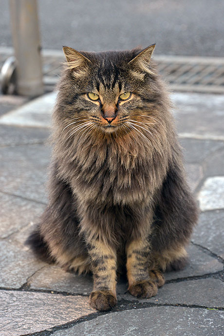 太田区のねこ