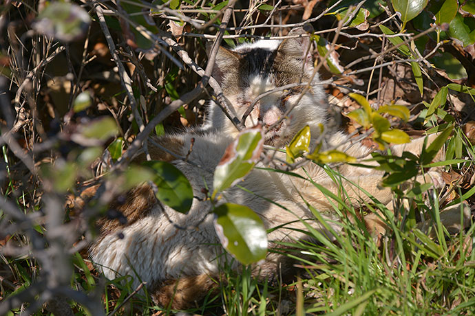 太田区のねこ