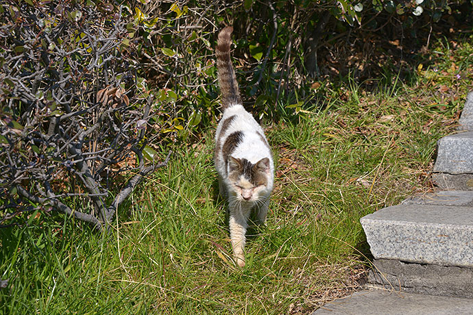 太田区のねこ