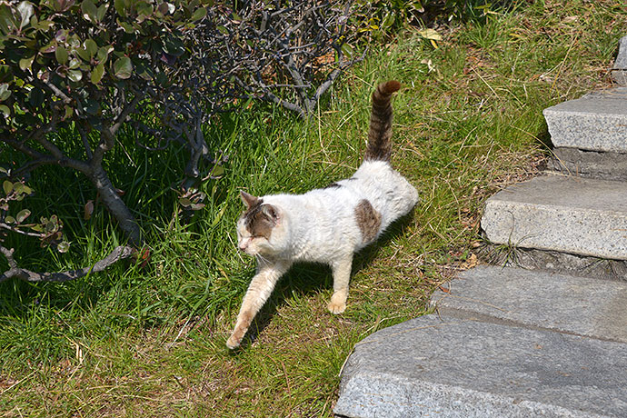 太田区のねこ