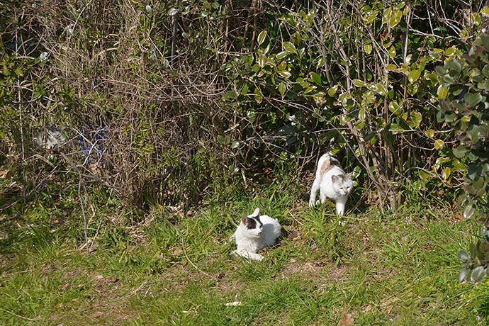 太田区のねこ