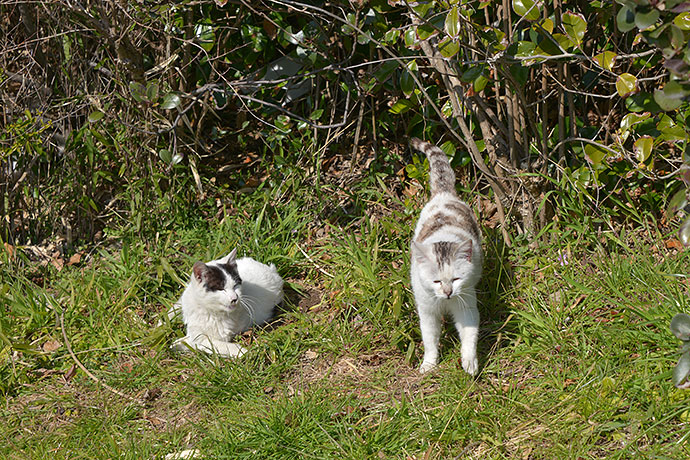 太田区のねこ
