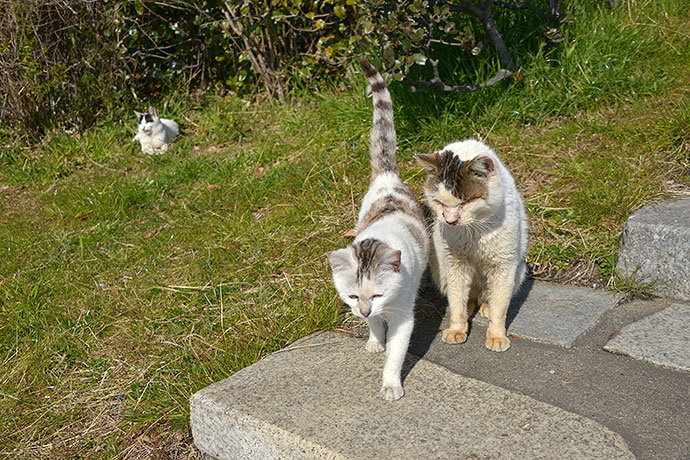 太田区のねこ