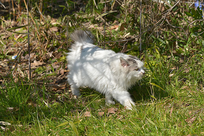 太田区のねこ