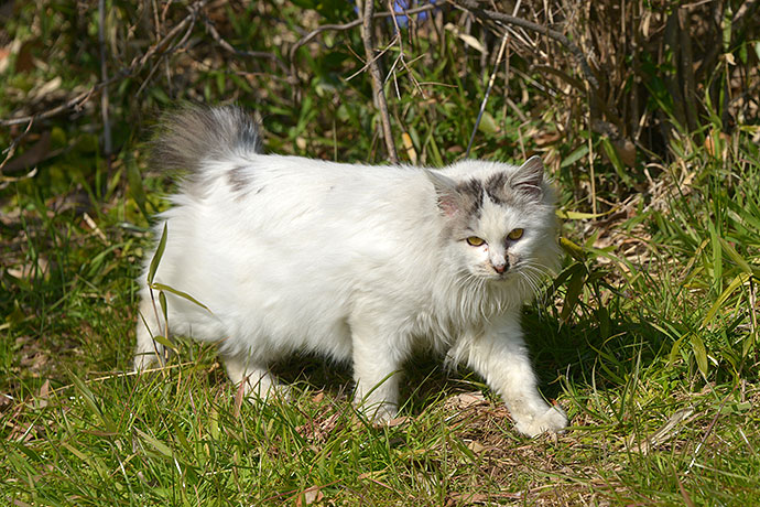 太田区のねこ