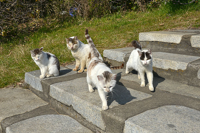 太田区のねこ