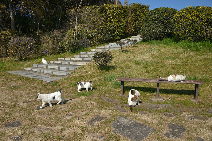太田区のねこ