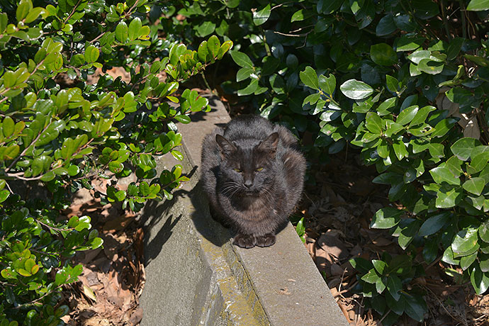 太田区のねこ