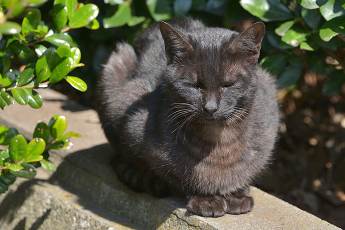 太田区のねこ