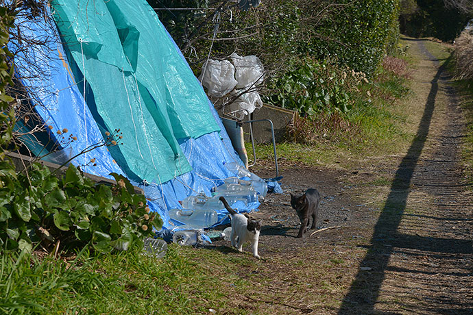 太田区のねこ