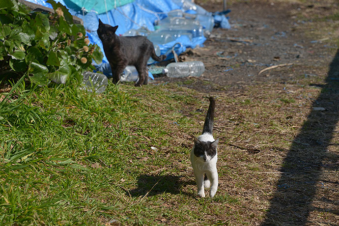 太田区のねこ