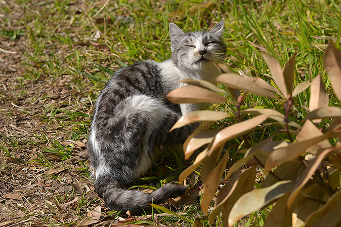太田区のねこ