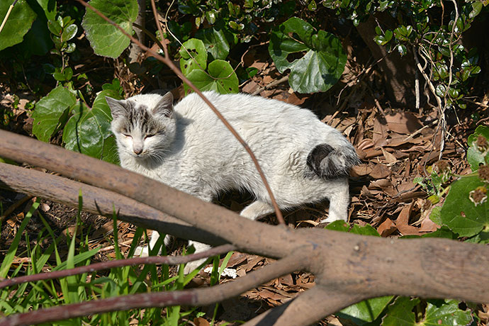 太田区のねこ
