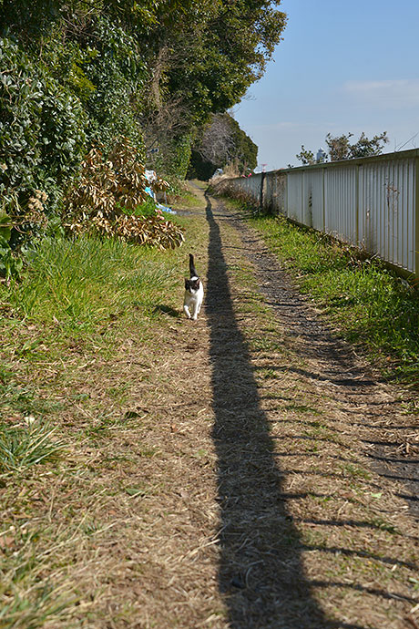 太田区のねこ