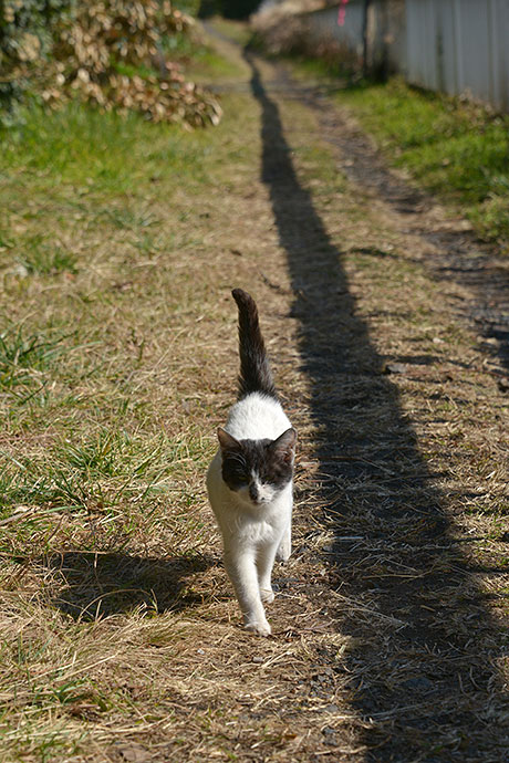太田区のねこ