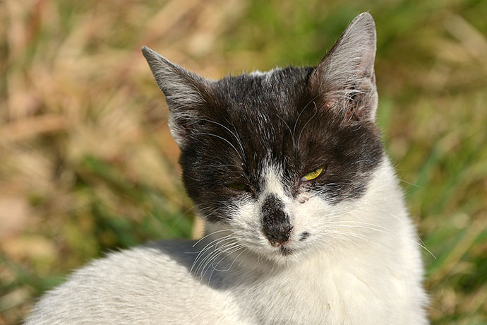 太田区のねこ