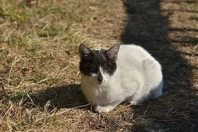太田区のねこ
