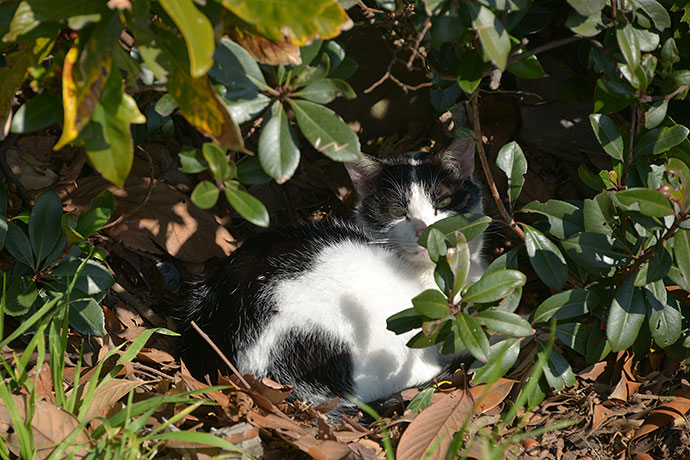 太田区のねこ