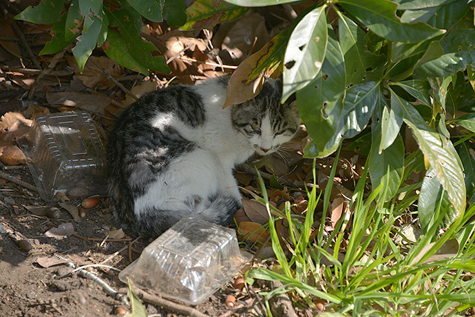 太田区のねこ