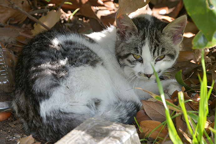 太田区のねこ