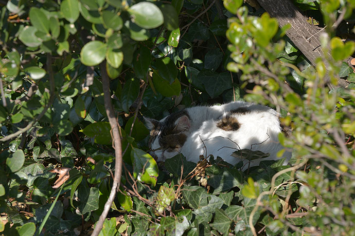 太田区のねこ