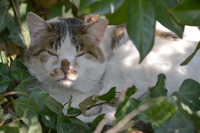 太田区のねこ