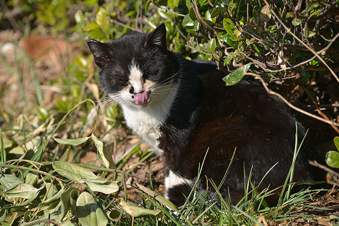太田区のねこ