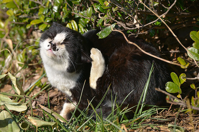 太田区のねこ