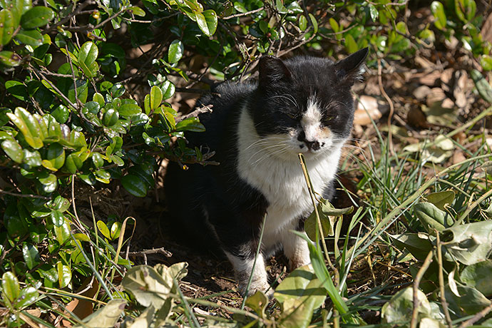 太田区のねこ