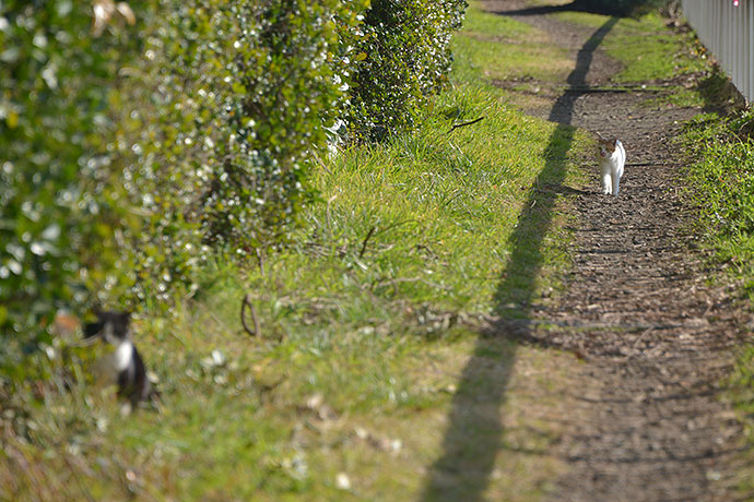 太田区のねこ