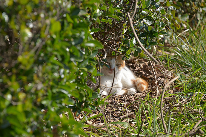 太田区のねこ
