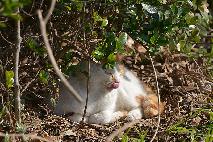 太田区のねこ