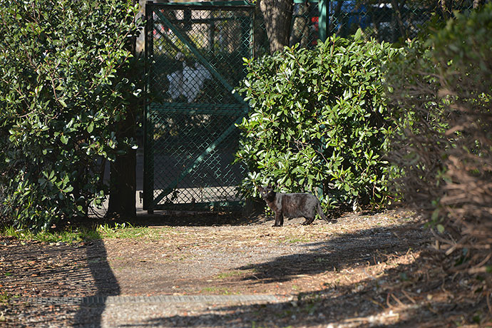 太田区のねこ