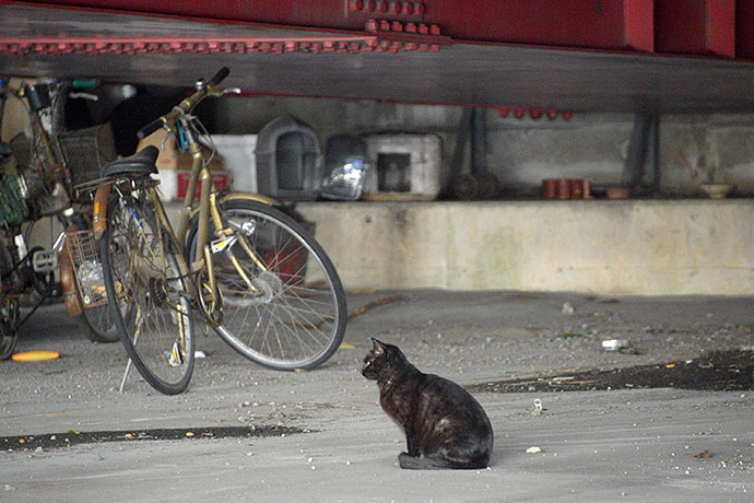 太田区のねこ