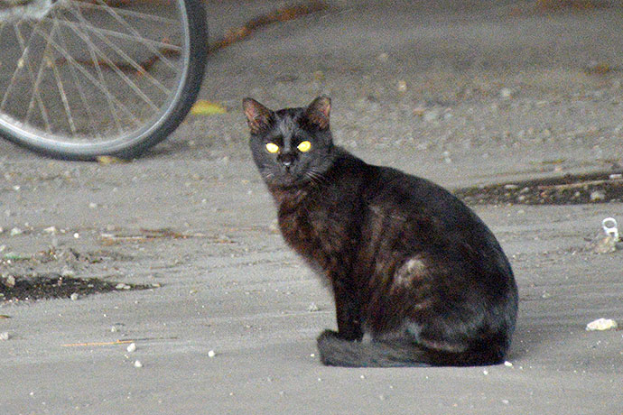 太田区のねこ