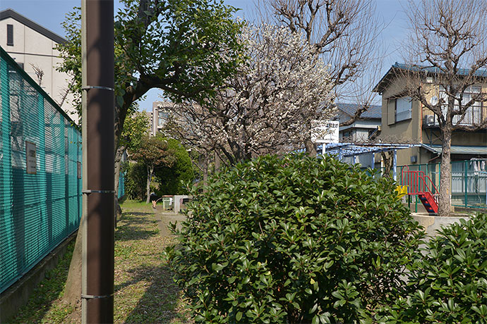 太田区のねこ
