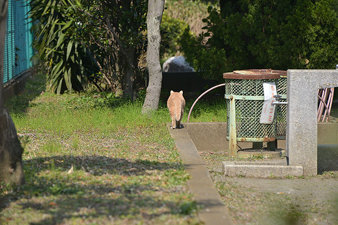 太田区のねこ