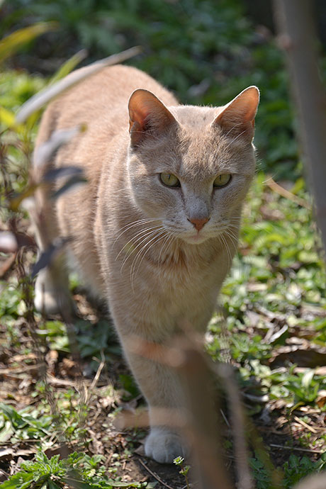 太田区のねこ