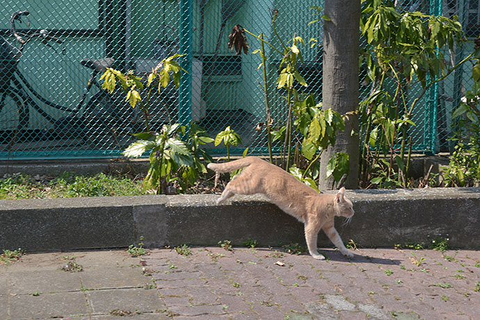 太田区のねこ