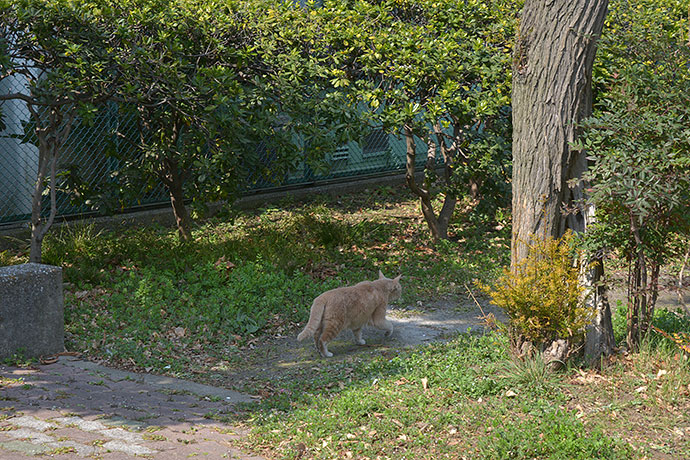 太田区のねこ