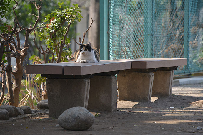 太田区のねこ