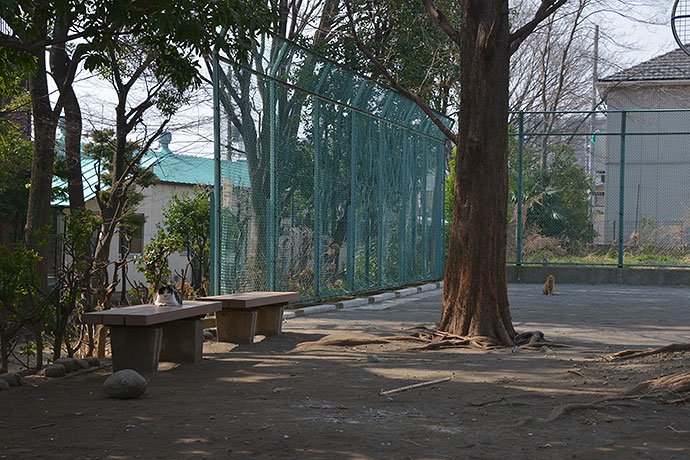 太田区のねこ