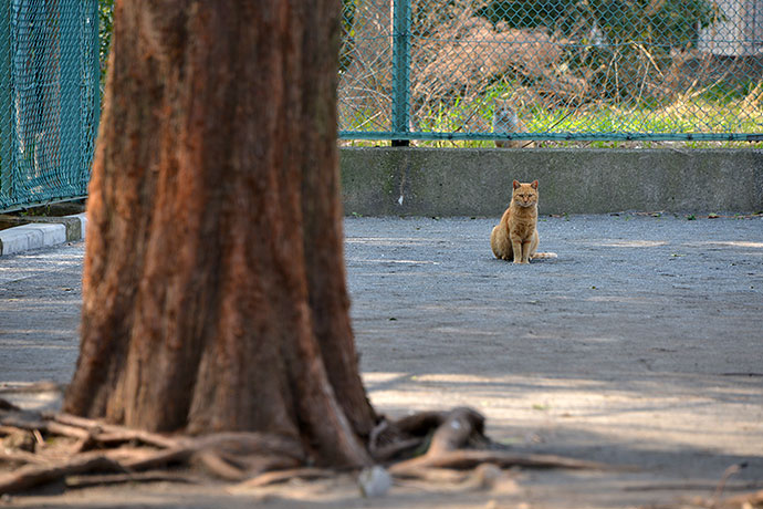 太田区のねこ