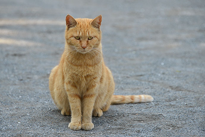 太田区のねこ