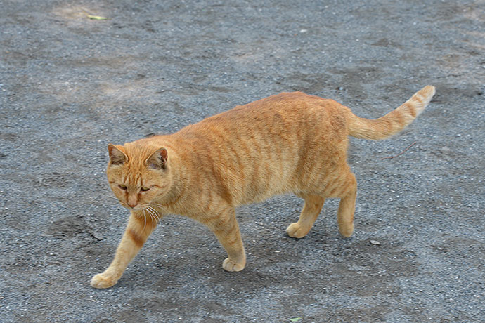 太田区のねこ