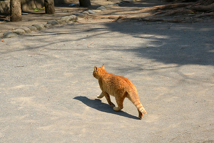 太田区のねこ